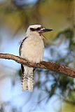 Laughing Kookaburraborder=